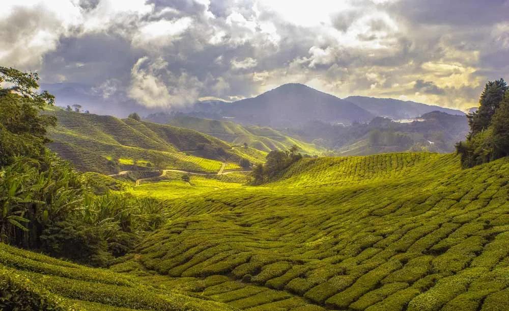 Cameron Highlands