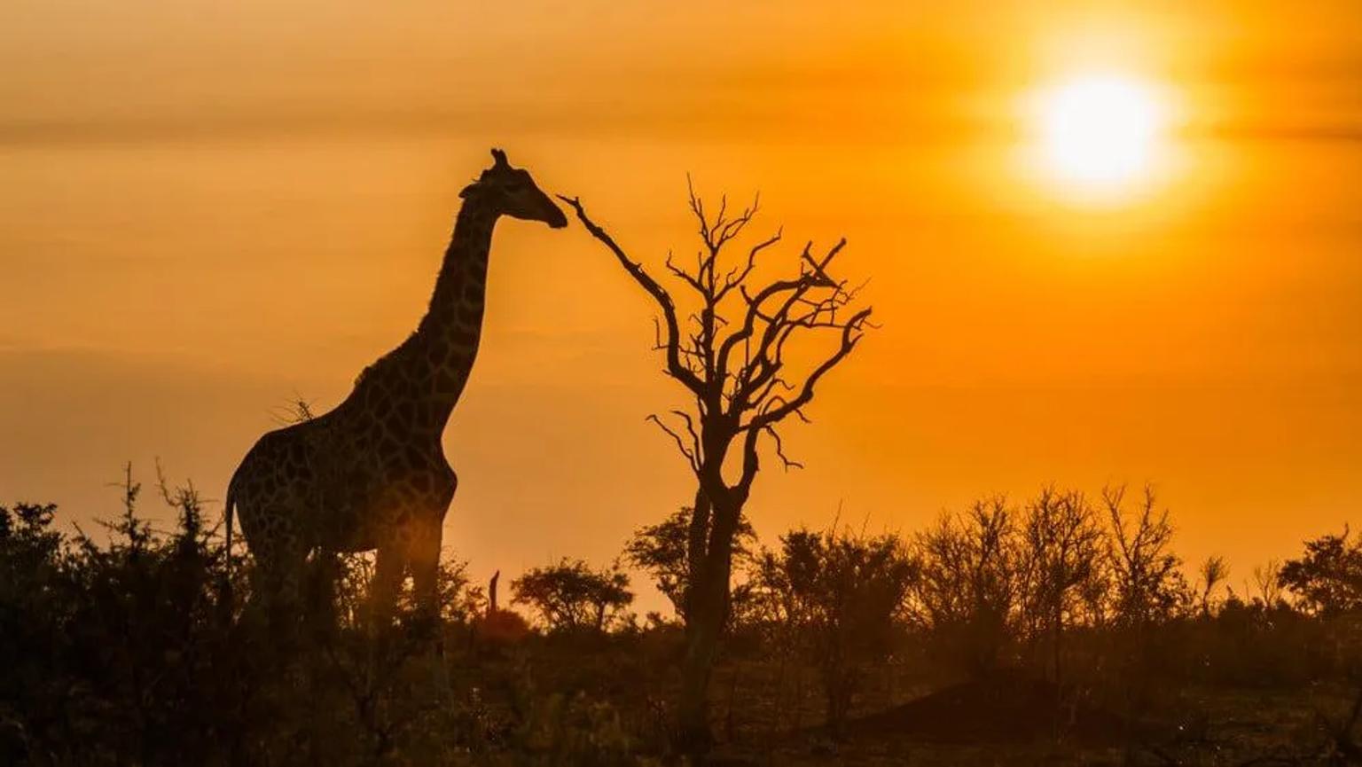 Jirafa silueteada contra un atardecer en un paisaje sudafricano.