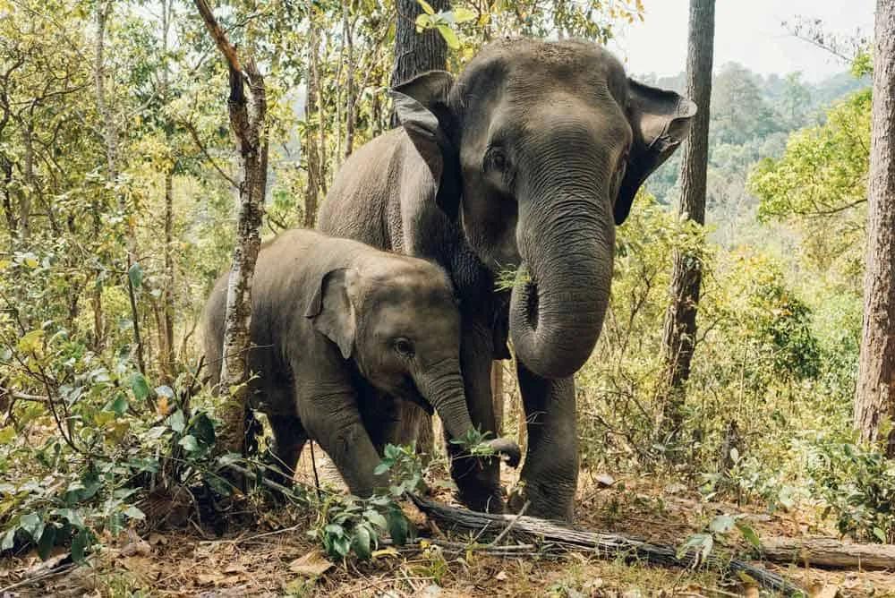 Ver elefantes en Kanchanaburi