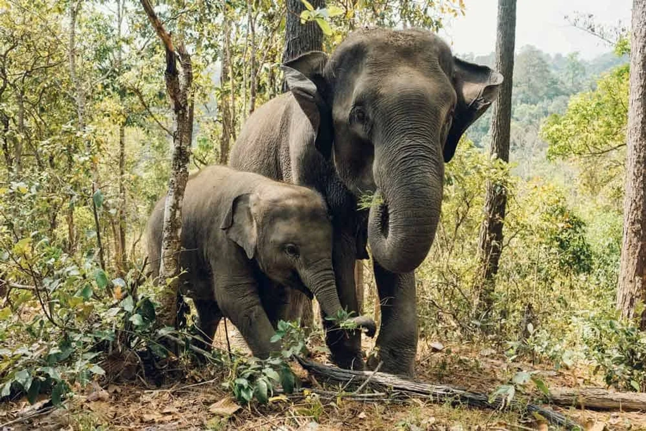 Ver elefantes en Kanchanaburi