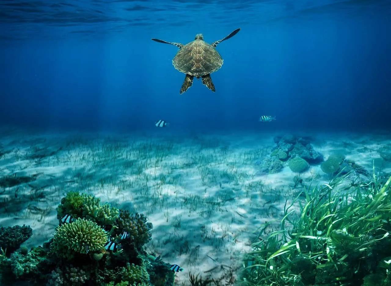 esnórquel en Curaçao