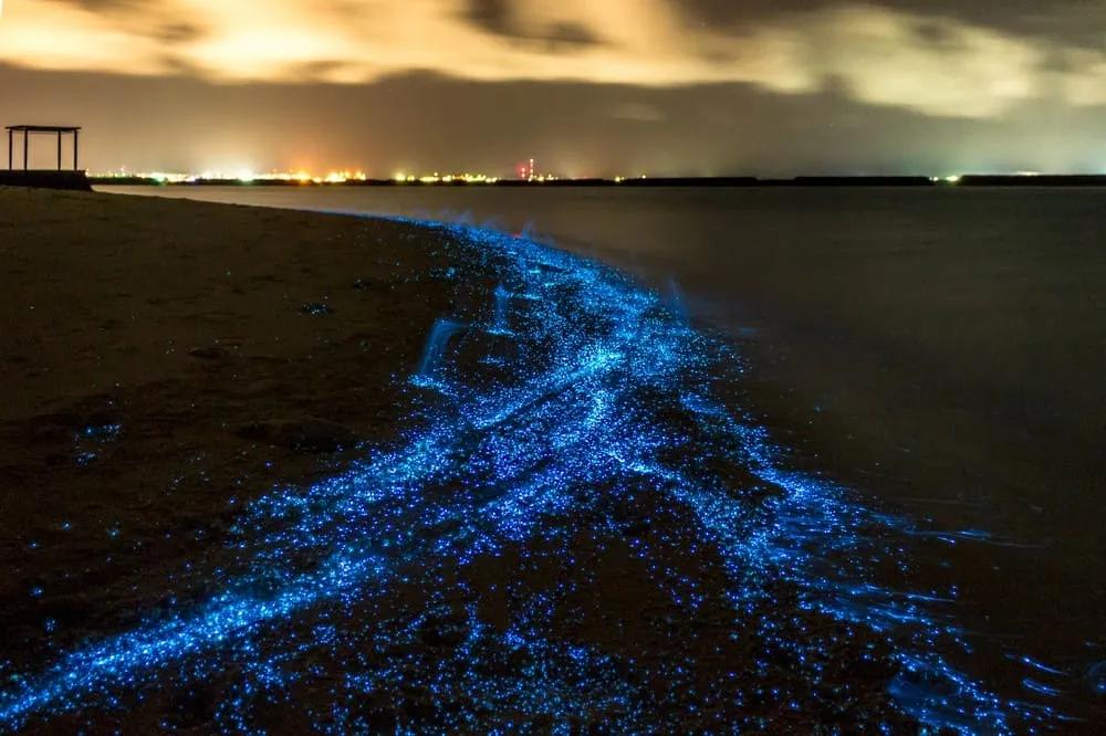 plancton luminoso Koh Lanta