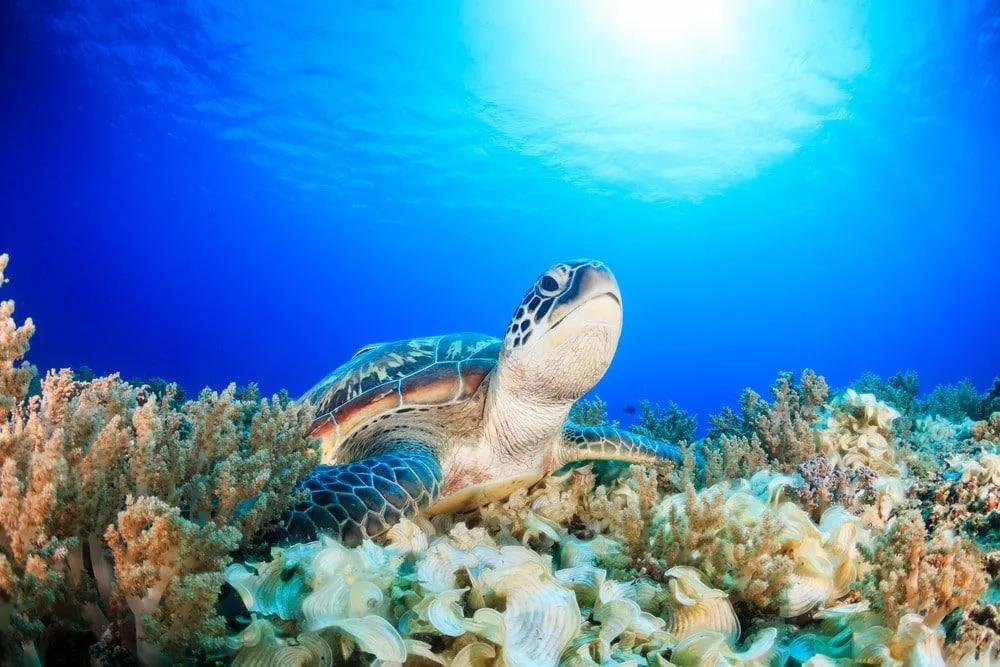 ver tortugas en Indonesia