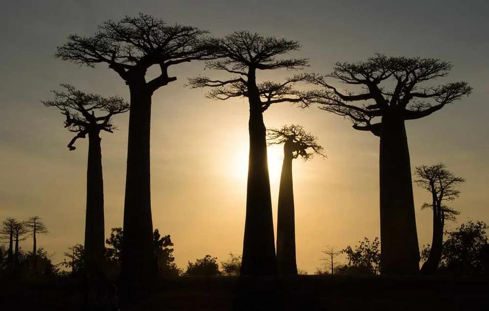 qué seguro para Madagascar