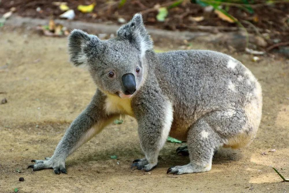 ver koalas en la Great Ocean Road