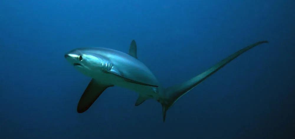 Podcast: mejores lugares de buceo del mundo