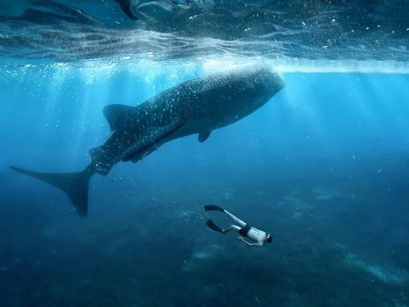 Nadar con el tiburón ballena en Filipinas