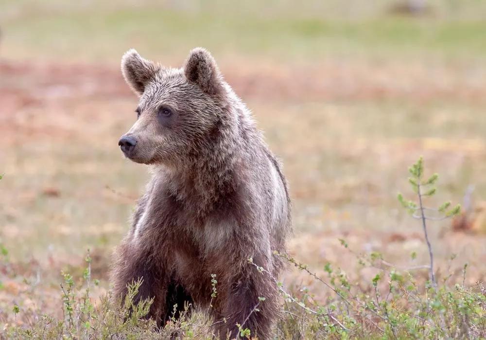 osos en Finlandia