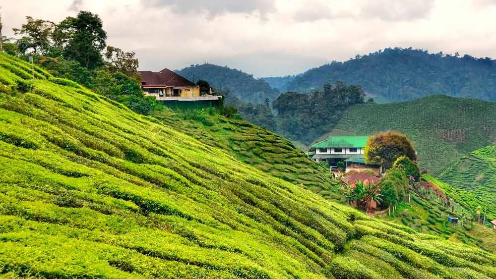 Qué ver y hacer en Cameron Highlands