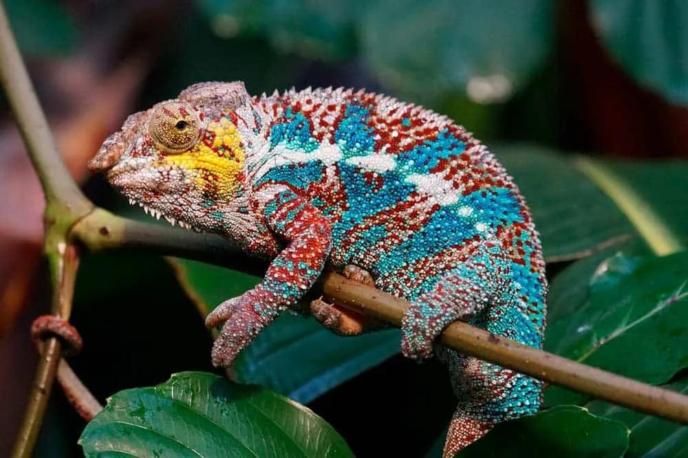 póliza internacional para Madagascar