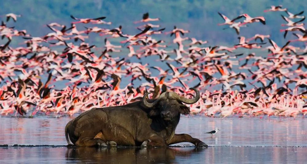 Lago Nakuru en la ruta por Kenia