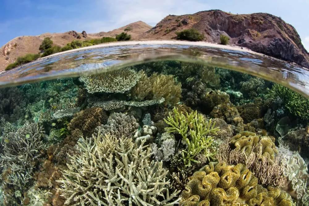 buceo en Komodo, Indonesia