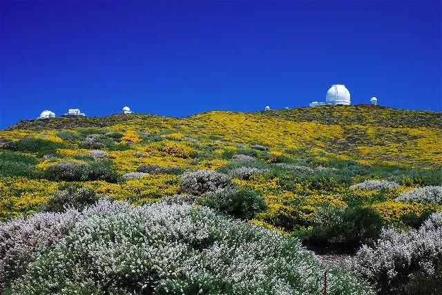 LaPalma-en-flor-SaúlSantos
