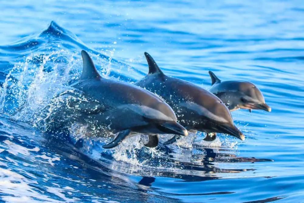 que ver en Islas Galápagos