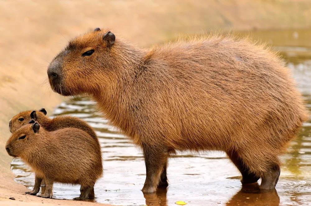 fauna de Paraguay