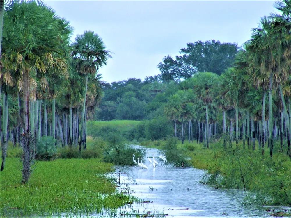 Guerra del Chaco, Paraguay