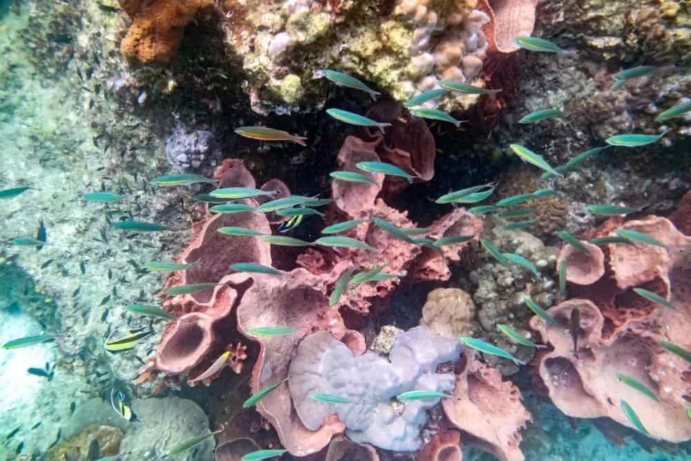 buceo en Tailandia