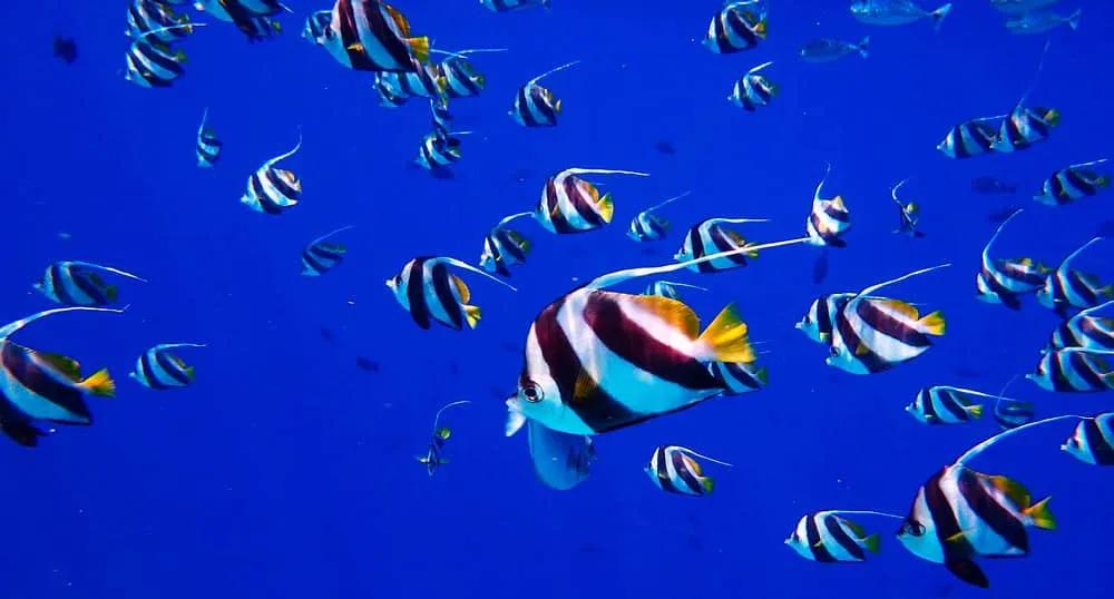 snorkel en Phi Phi