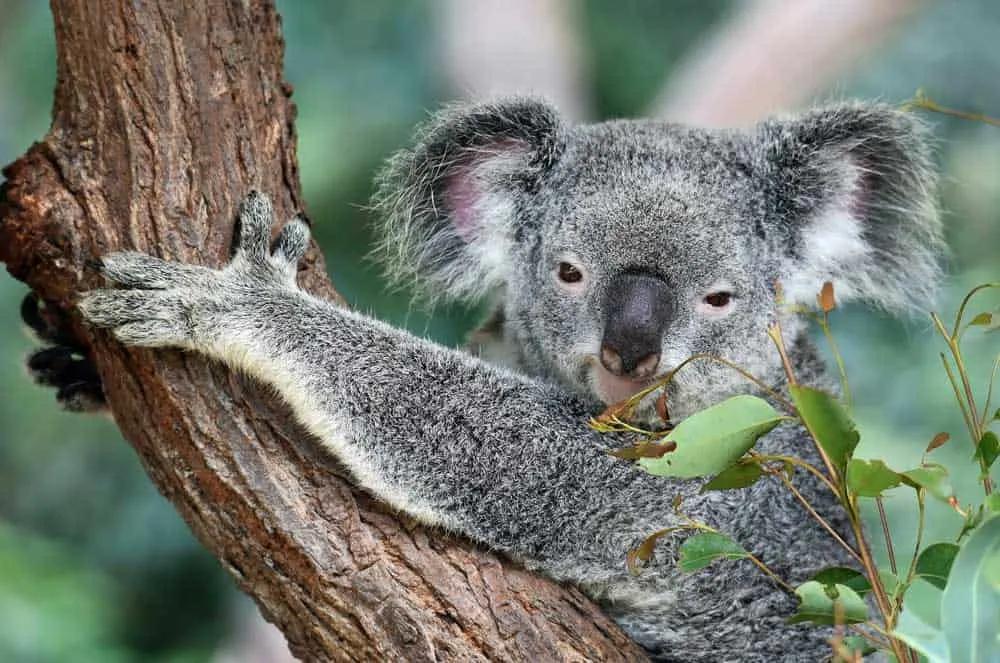 póliza internacional para viajar a Australia