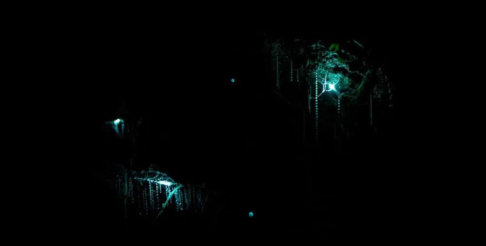 Waitomo Caves
