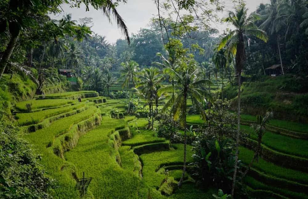 nómada digital en Bali