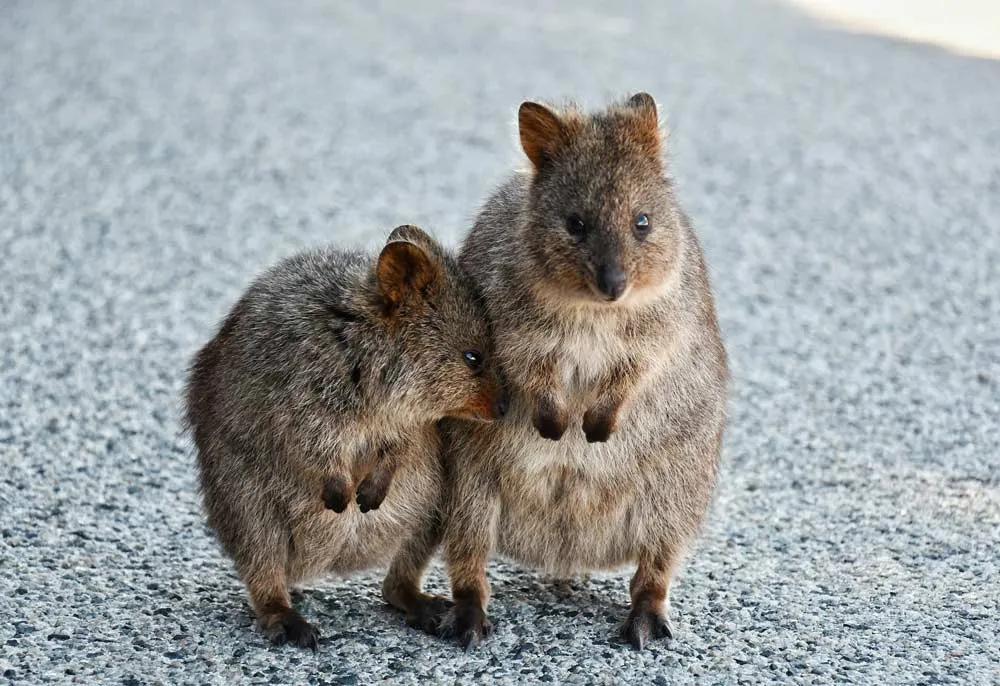 Rottnest Island