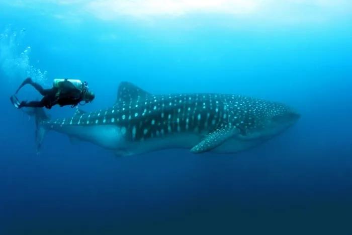 turismo responsable con animales