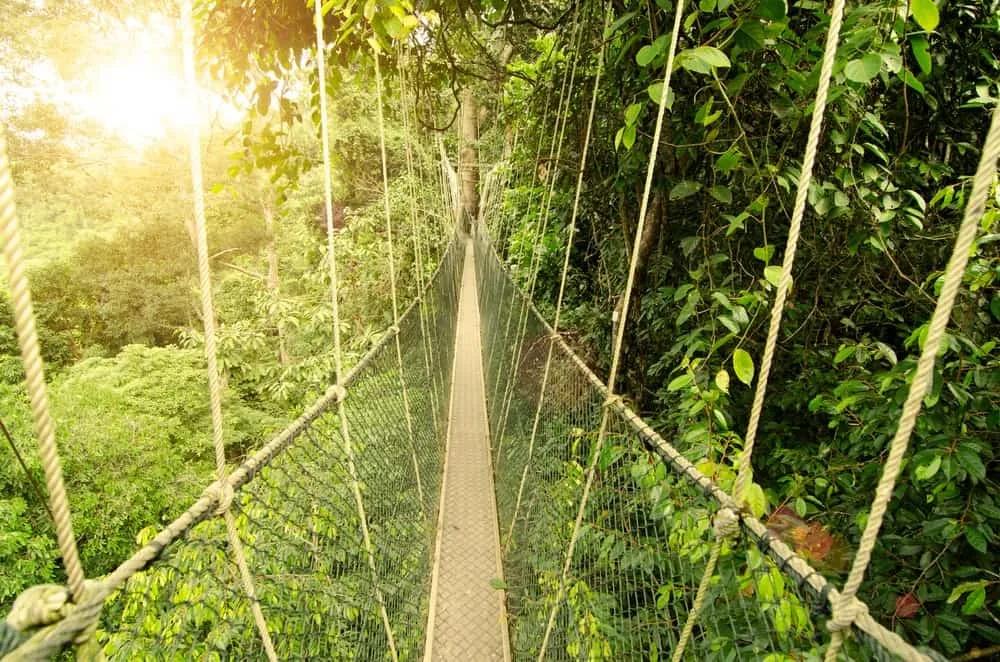 Taman Negara, que ver en Malasia