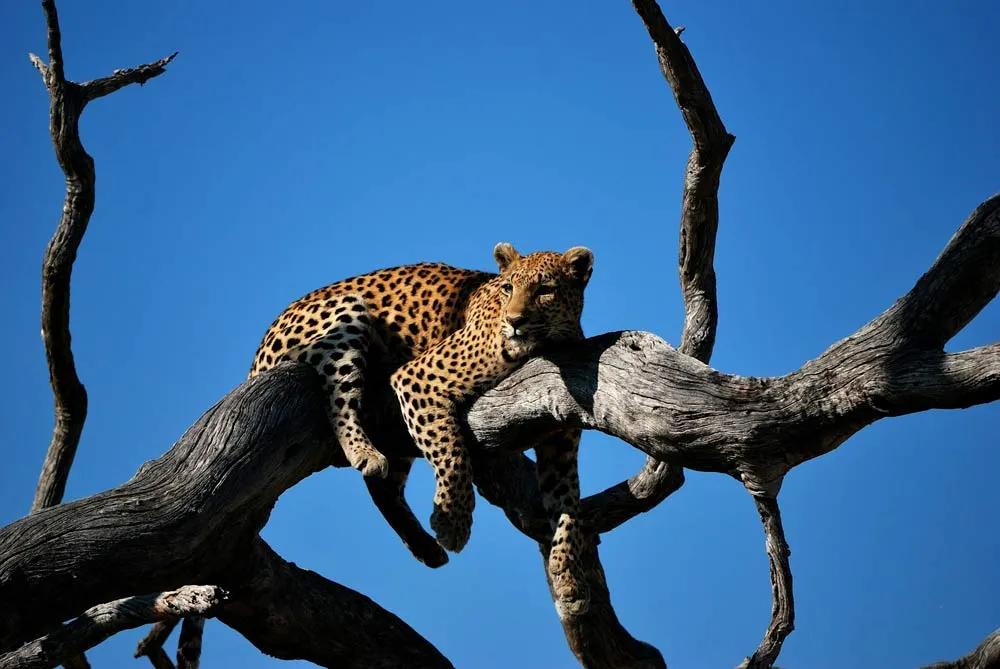 seguro para viajar a Botswana