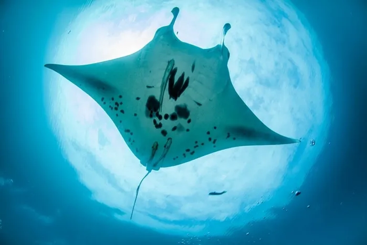Indonesia Raja Ampat