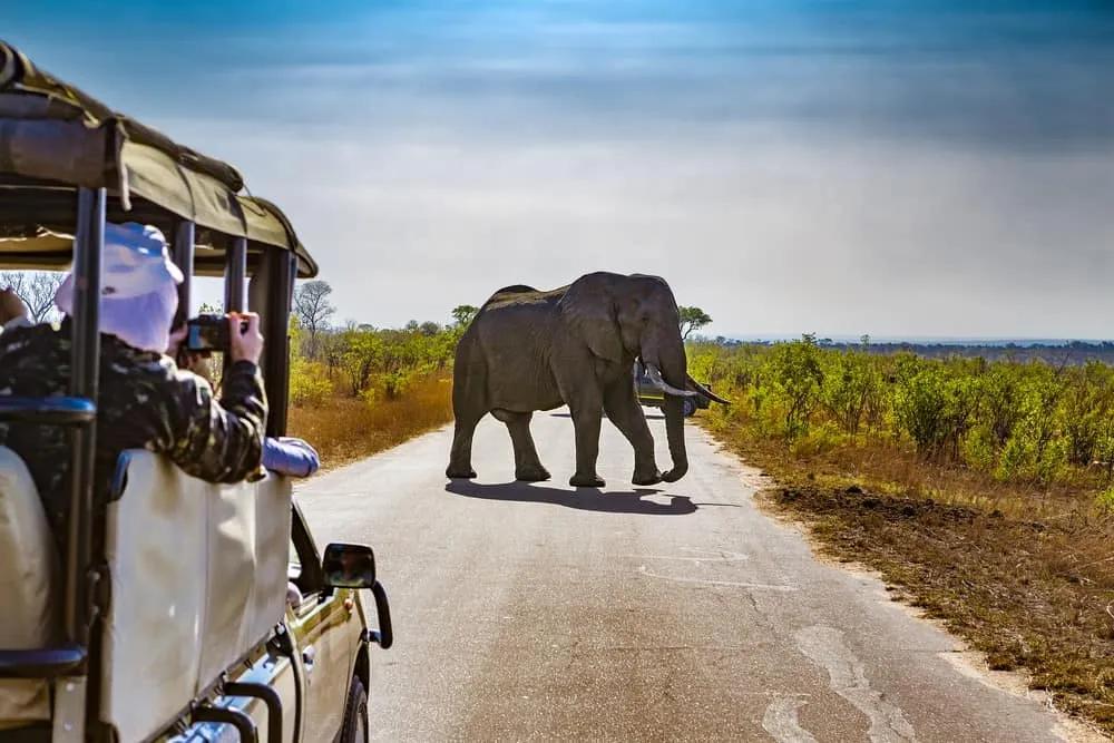 safari en Sudamérica con amigas