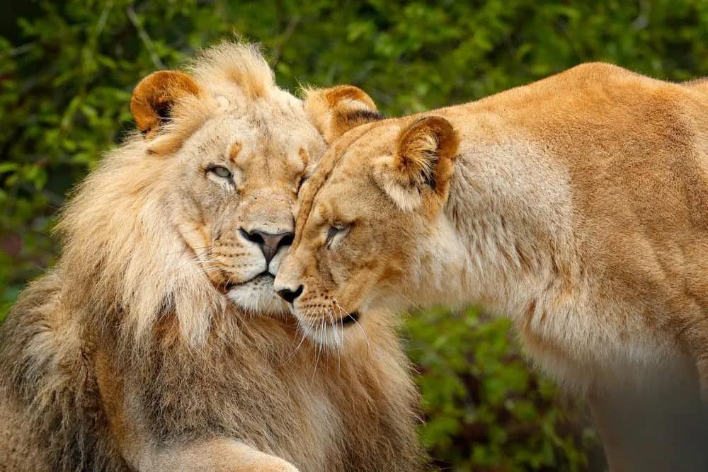 safari en Botswana