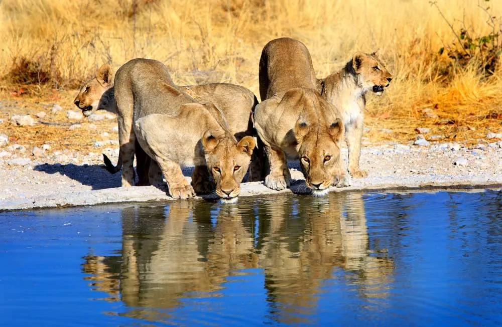 pozo con leonas en un safari en Namibia