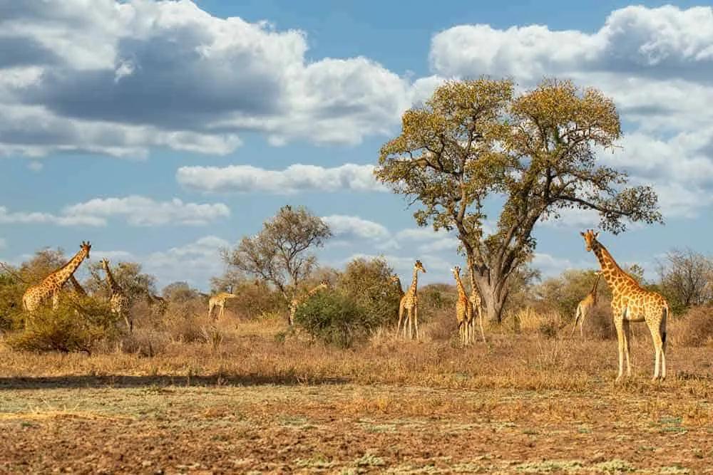 viajar protegido por Camerún