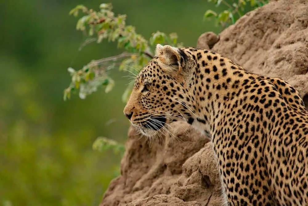 seguro de viaje a África