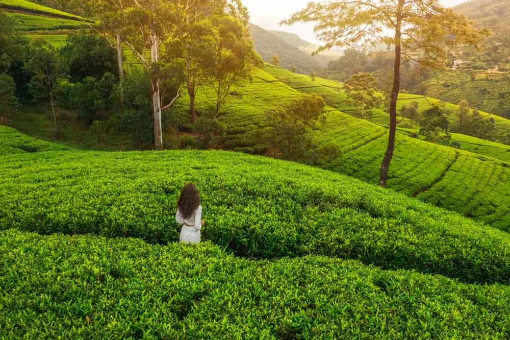 qué saber antes de un viaje a Sri Lanka