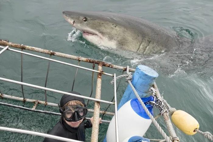 inmersión tiburón blanco