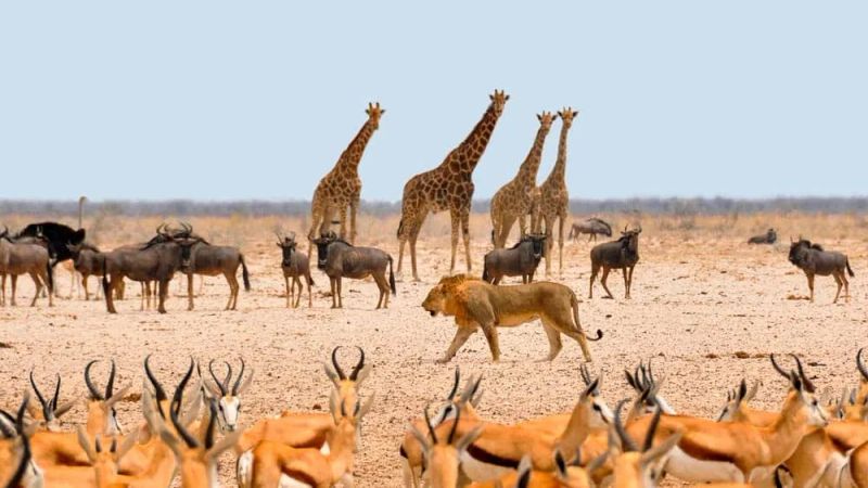 Itinerario de viaje por Namibia en 10 días : mejor ruta