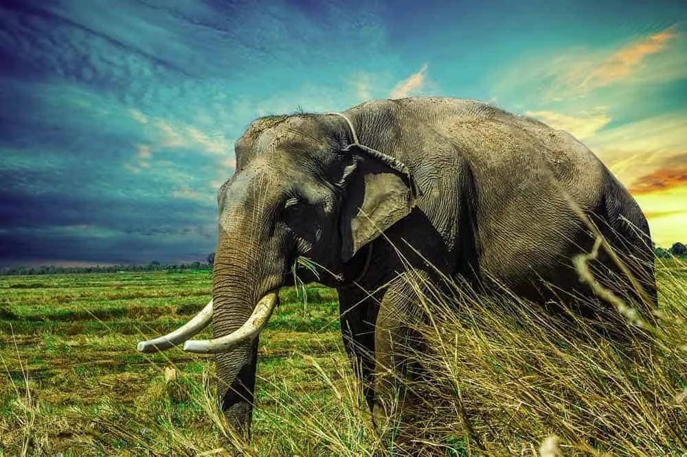 elefante en África