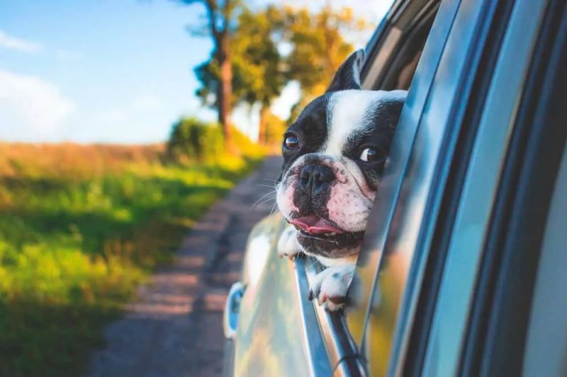 Seguro de viaje para mascotas