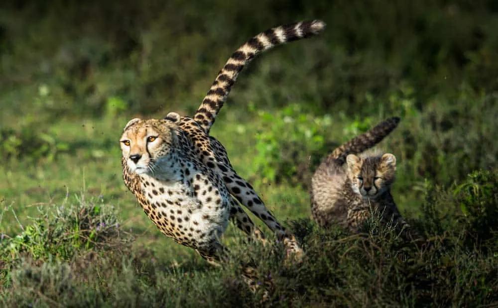 requisitos y documentos para viajar a Tanzania - Zanzíbar