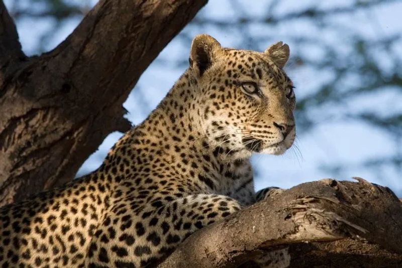 6 mejores Parques Nacionales de Kenia