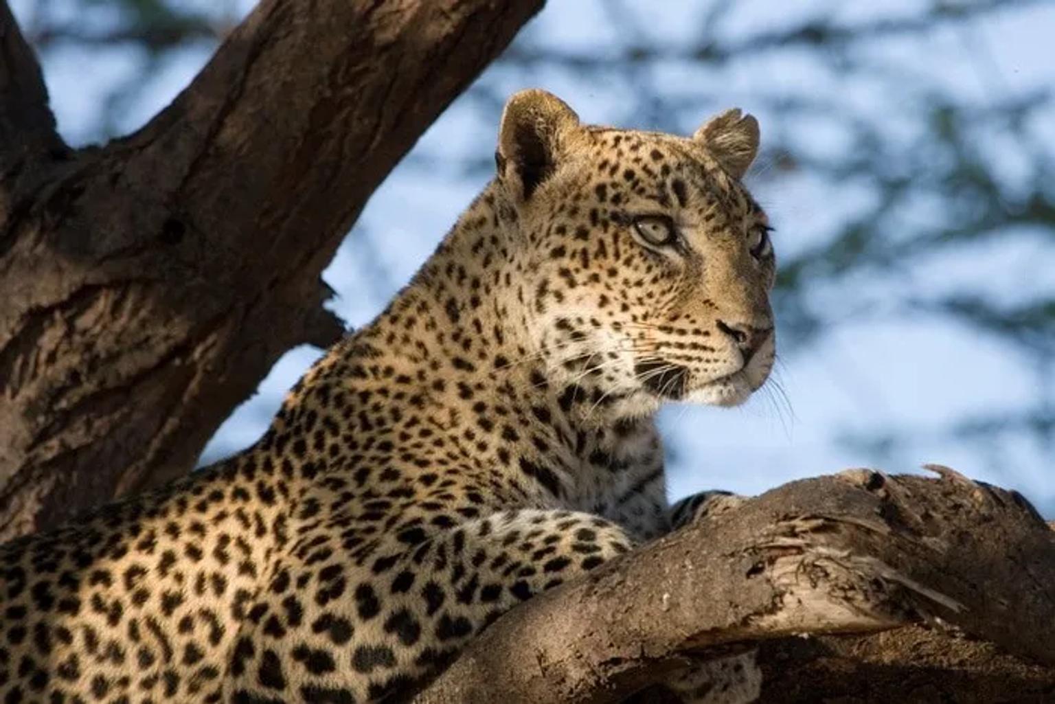 Reserva nacional de Samburu