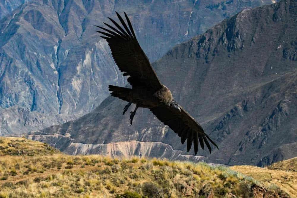 visitar el Cañón del Colca