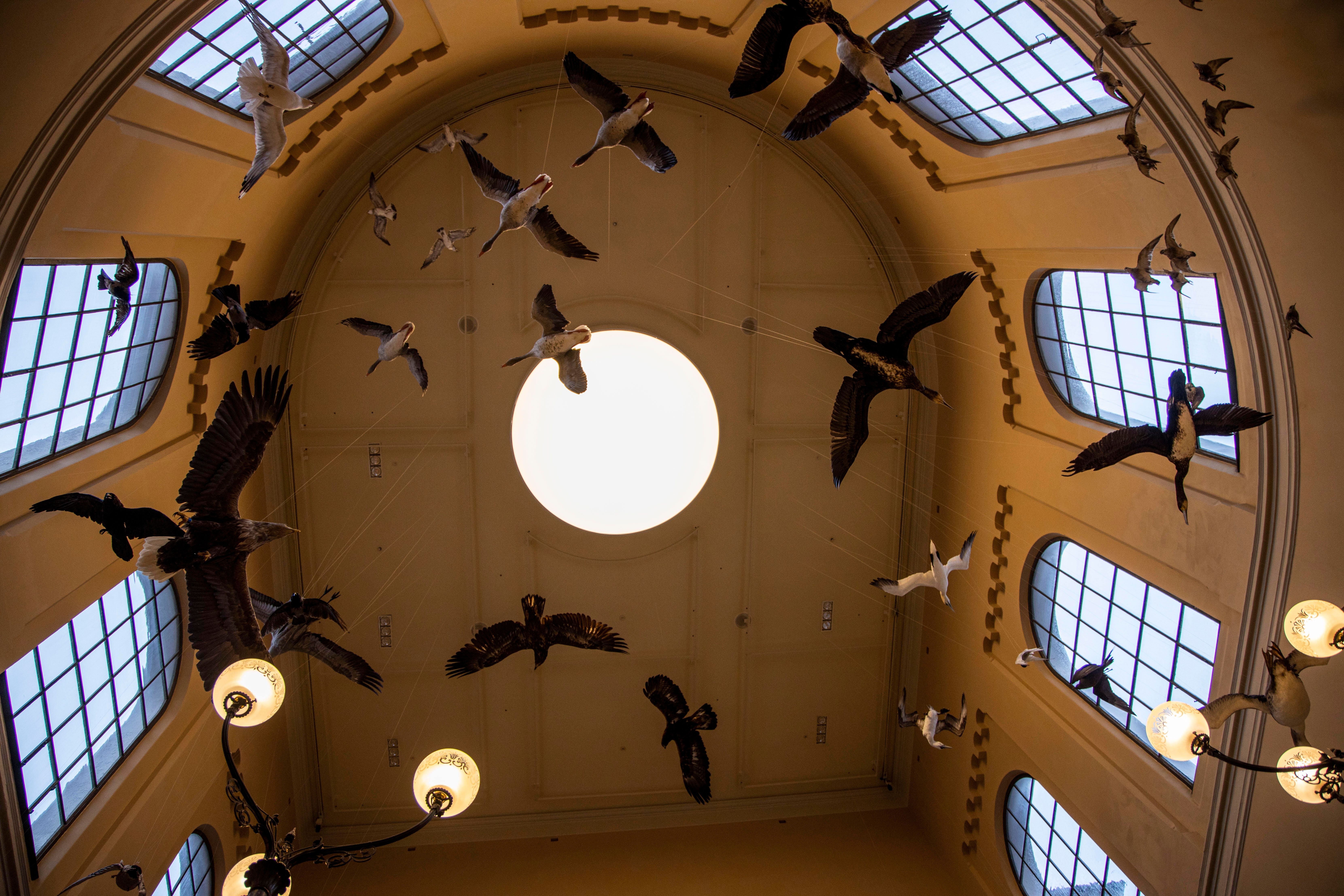 Bilde av fugler som henger i taket på museet