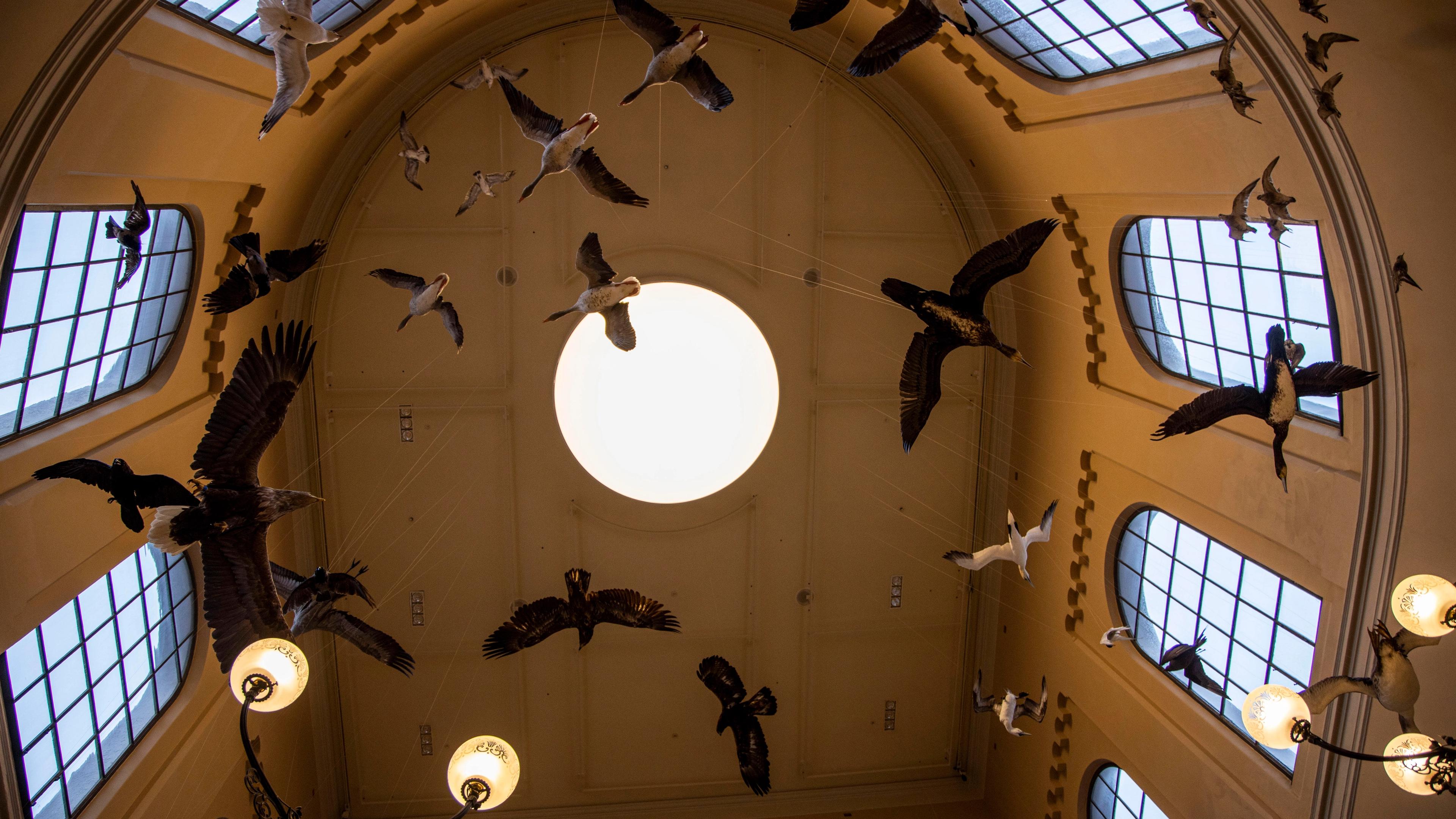 Bilde av fugler som henger i taket på museet