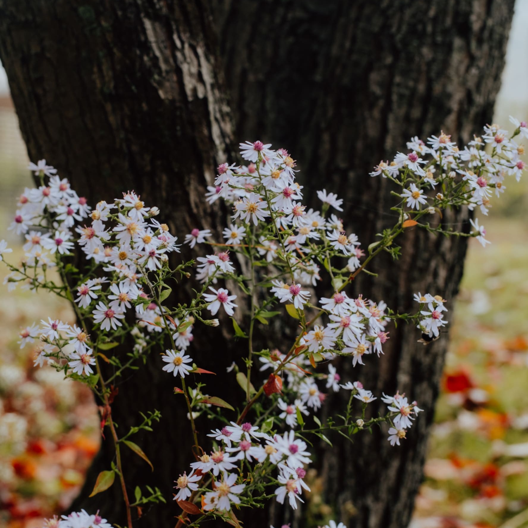 wild flowers with tree