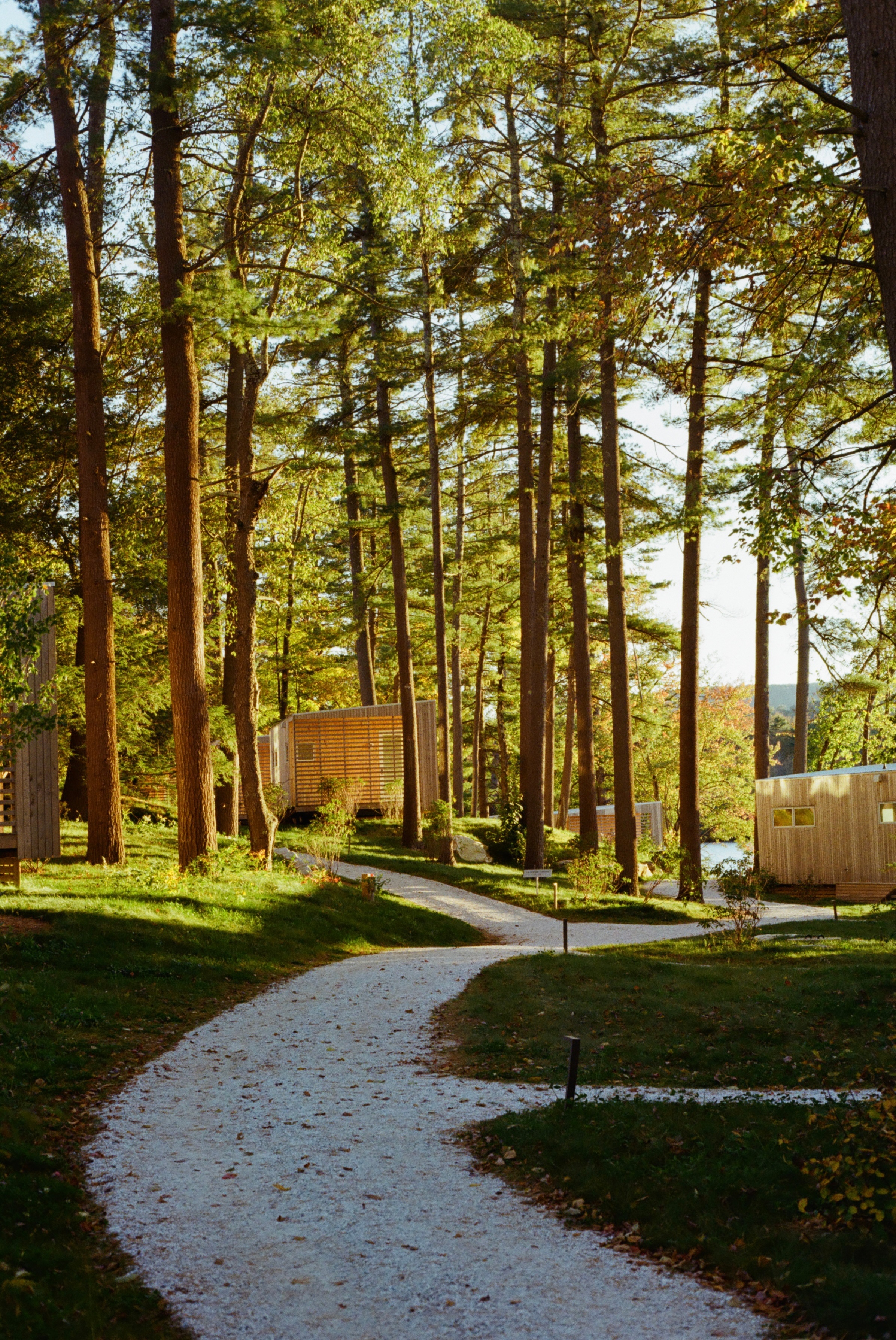 a path through tall green trees with sun shining