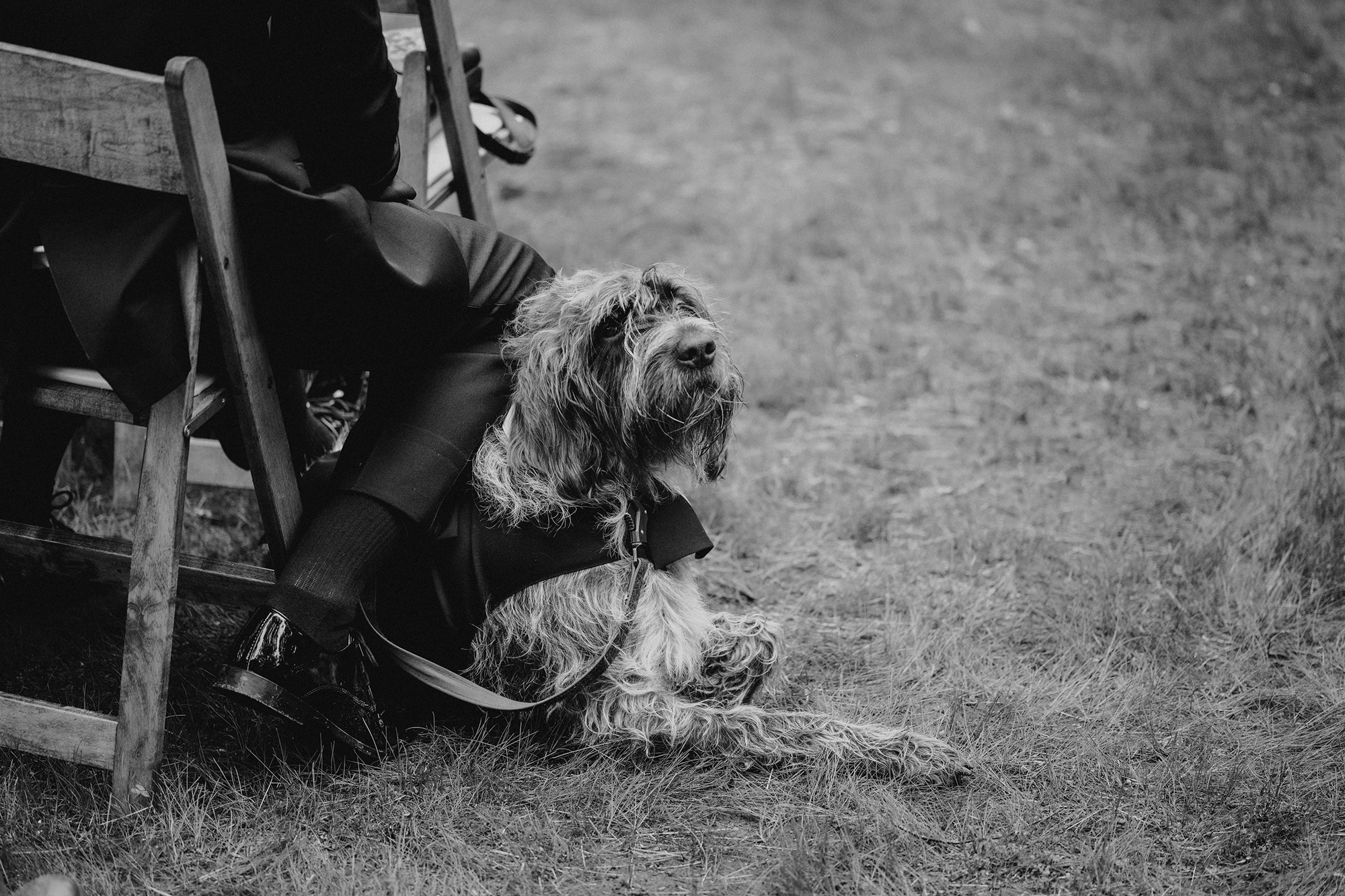 Pet-Friendly Stays in the Berkshires