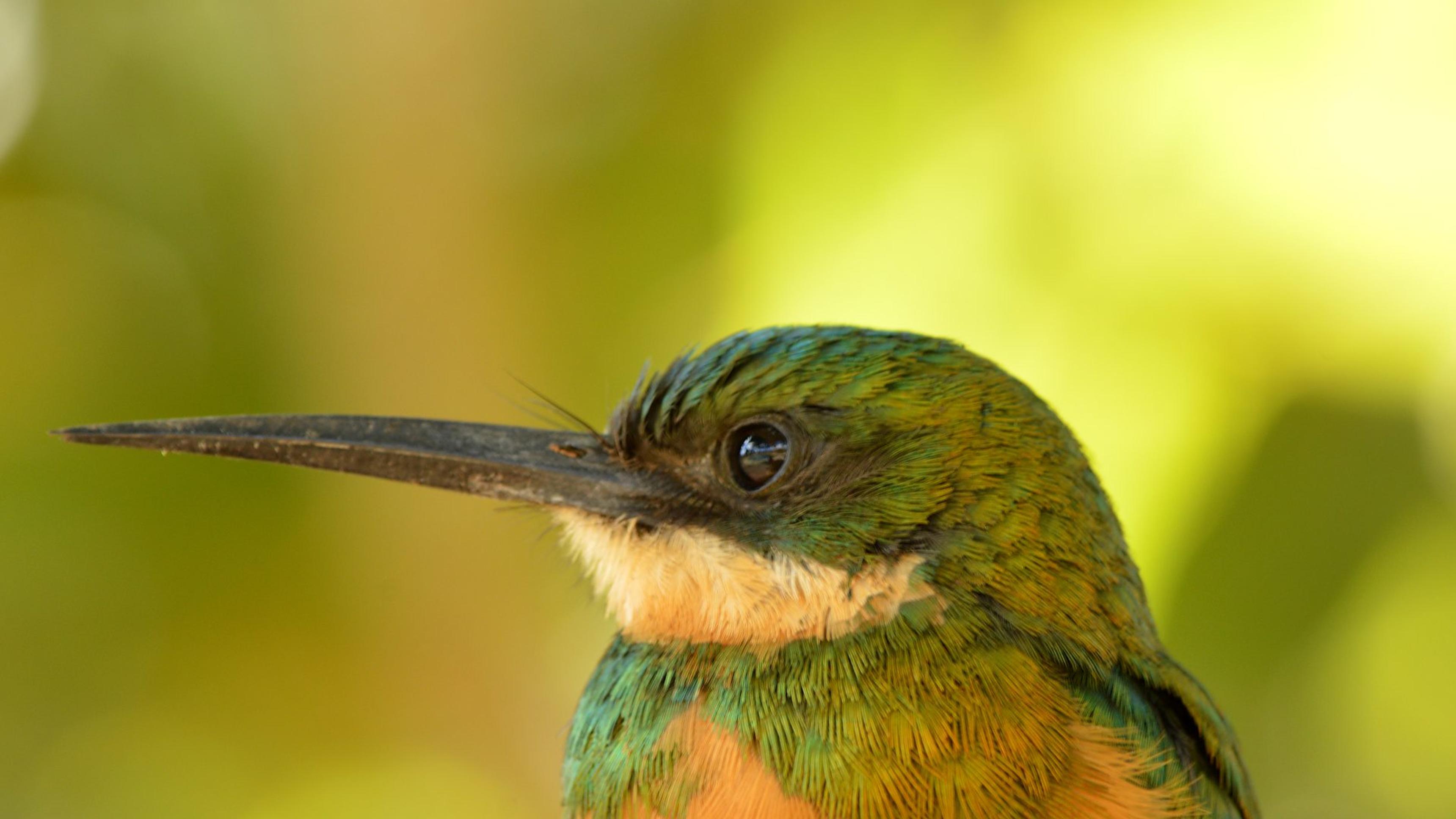 Ariramba (Galbula ruficauda) fotografada de perto — Cerrado, DF
